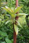vignette Arbutus canariensis / Ericaceae / Canaries