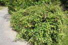 vignette Rubus ichangensis