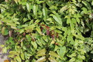 vignette Rubus ichangensis