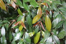 vignette Syzygium samarangense / Myrtaceae