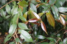 vignette Syzygium samarangense / Myrtaceae