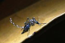 vignette Moustique (Aedes aegypti)