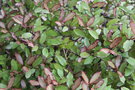 vignette Pseudowintera colorata / Winteraceae / Nouvelle-Zlande