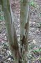 vignette Clethra monostachya / Clethraceae / Yunnan, Sechuan