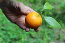 vignette Citrus aurantium cv.