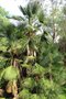 vignette Trachycarpus sp.