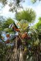 vignette Trachycarpus martianus / Arecaceae / Npal, Myanmar