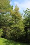 vignette Elaeocarpus glabripetalus / Elaeocarpaceae / Tawan