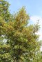 vignette Elaeocarpus glabripetalus / Elaeocarpaceae / Tawan