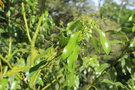 vignette Cinnamomum wilsonii / Lauraceae