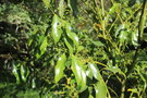 vignette Cinnamomum wilsonii / Lauraceae