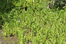 vignette Hedychium coronarium / Zingiberaceae / Inde