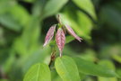 vignette Acer albopurpurascens / Sapindaceae / Himalaya