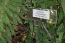 vignette Pilea scripta / Urticaceae