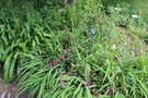 vignette Vesalea floribunda / Caprifoliaceae / Mexique