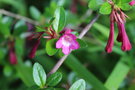 vignette Vesalea floribunda / Caprifoliaceae / Mexique