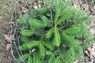 vignette Abies nordmanniana ssp. equi-trojani / Pinaceae / nord-ouest Turquie