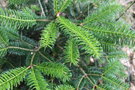 vignette Abies nordmanniana ssp. equi-trojani / Pinaceae / nord-ouest Turquie
