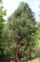vignette Callitris oblonga / Cupressaceae / Victoria, Nouvelles Galles du Sud, TasmanieCallitris oblonga / Cupressaces / Victoria, Nouvelles Galles du Sud, Tasmanie