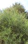 vignette Callitris oblonga / Cupressaceae / Victoria, Nouvelles Galles du Sud, TasmanieCallitris oblonga / Cupressaces / Victoria, Nouvelles Galles du Sud, Tasmanie