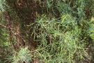 vignette Callitris oblonga / Cupressaceae / Victoria, Nouvelles Galles du Sud, TasmanieCallitris oblonga / Cupressaceae / Victoria, Nouvelles Galles du Sud, Tasmanie
