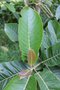 vignette Itoa orientalis / Salicaceae / Sechuan, Guizhou, Yunnan, Laos, Vietnam