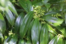 vignette Cocculus laurifolius / Menispermaceae / Chine, Japon
