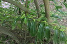 vignette Cocculus laurifolius / Menispermaceae / Chine, Japon