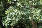 vignette Quercus laeta / Fagaceae / Mexique