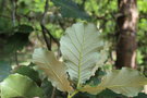 vignette Quercus laeta / Fagaceae / Mexique