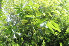 vignette Quercus lamellosa / Fagaceae / Himalaya