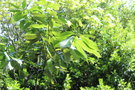 vignette Quercus lamellosa / Fagaceae / Himalaya