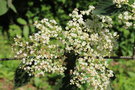 vignette Viburnum fordiae / Adoxaceae / Chine mridionale