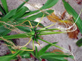 vignette Amaryllidaceae - Hymenocallis litorali - Hyménocalle