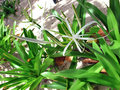 vignette Amaryllidaceae - Hymenocallis litoralis - Hymnocalle