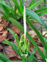 vignette Amaryllidaceae - Hymenocallis litoralis - Hyménocalle