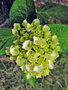 vignette Hydrangeaceae - Hydrangea macrophylla - Hortensia