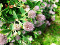vignette Leguminosae - Trifolium arvense - Trfle des champs