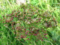 vignette Apiaceae - Berula erecta - Petite berle
