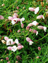 vignette Caryophyllaceae - Silene uziflora Roth - Silne  une fleur