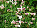 vignette Caryophyllaceae - Silene uziflora Roth - Silne  une fleur