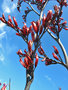 vignette Xanthorrhoeaceae - Phormium tenax - Lin de Nouvelle-Zlande