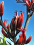 vignette Xanthorrhoeaceae - Phormium tenax - Lin de Nouvelle-Zlande