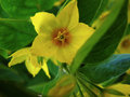 vignette Primulaceae - Lysimachia punctata L - Lysimaque ponctue