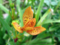 vignette Iridaceae - Iris domestica - Iris tigr