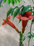 vignette Bignoniaceae - Campsis radicans - Trompette de Virginie