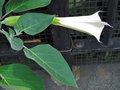 vignette Solanaceae - Datura anoxia Mill - Datura innocente
