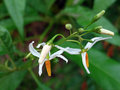 vignette Solanaceae - Solanum bahamense