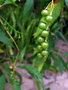 vignette Solanaceae - Solanum bahamense