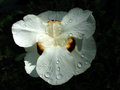 vignette Iridaceae - Dietes bicolor - Iris espagnol